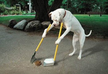 Dog Cleans Up His Own Poop