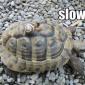 Slow Squared