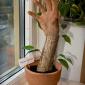 Arm Plant