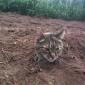 Buried Cat