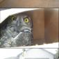 Box Owl