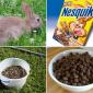 Nesquik Is Rabbit Poo