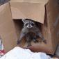 Raccoon Box