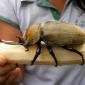 Huge Beetle