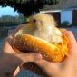Baby Chickenburger