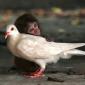 Pigeon and Monkey