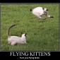 Flying Kittens