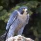 Scared Peregrine Falcon