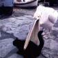 Pelican Eats A Cat