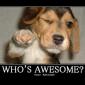 Who's Awesome?
