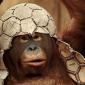 Monkey Inspired Helmet