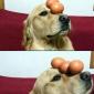 The Egg Ballancing Dog