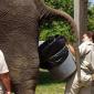 Elephant Bucket