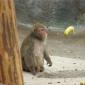 Primate Catching Banana