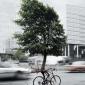 Tree Riding A Bicycle
