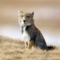 The Tibetan Sand Fox Is Disappoint