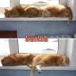 Cat Switch