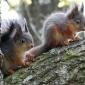 Cute And Fuzzy Squirrels