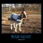 War Goat