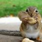 Squirrel With A Peanut