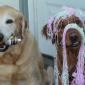 Silly String Dogs