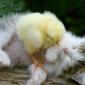 Chick & Kitty
