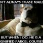 I Don't Always Chase Mailmen