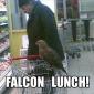 Falcon Lunch!