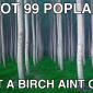 I got 99 poplars