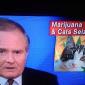 Marijuana and Cats Seized