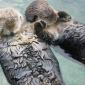 Sleeping Otters