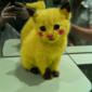 Pikachu Cat
