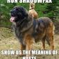 Run shadowfax!!