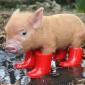 Baby Pig In Boots