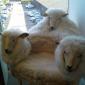 Sheep Chair