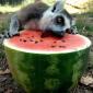 Lemur + Watermelon