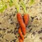 Friendly Carrots