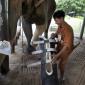 Elephant Hospital In Thailand