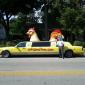 Chicken Limo