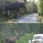 Gigantic Moose