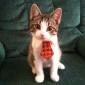 Kitty Tie