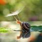 Snail with umbrella