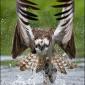 Osprey Catches Fish