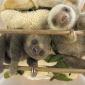 Baby Sloths