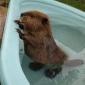Baby beaver