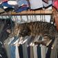 Cat Sleeping In Hangers