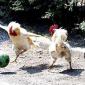 Chicken Soccer