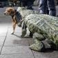Crocodile Dog Suit