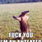 I'm An Anteater