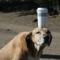 Dog Cup Holder